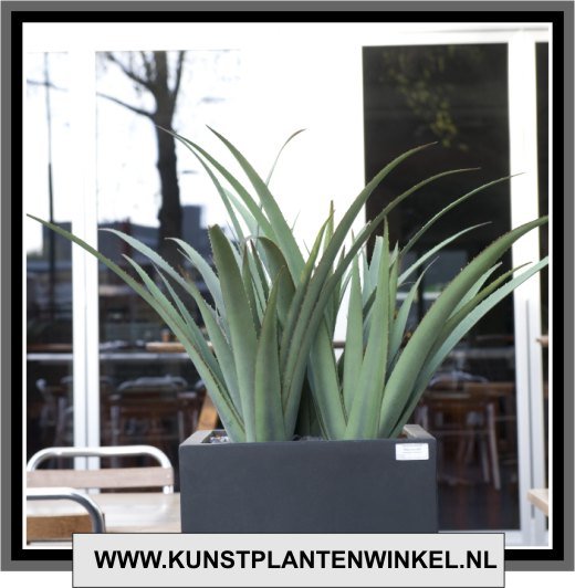 agave layout